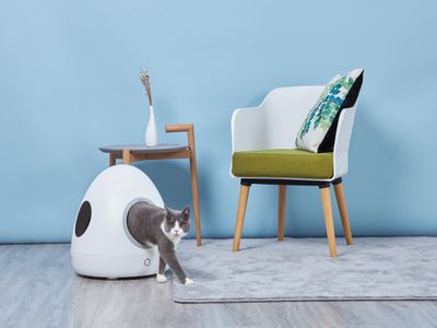 How to Choose Pet Furniture Scientifically: From Materials to Size